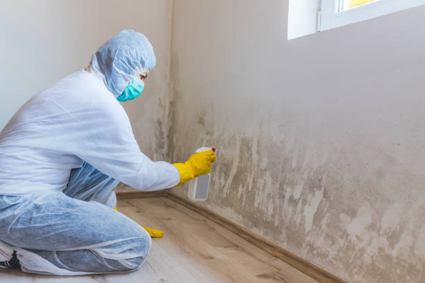 Black mold inspection in Owings Mills